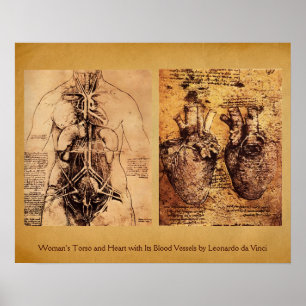 Vrouwentorso / Hart en bloedvaten Poster