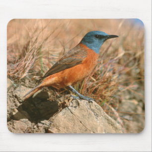Vrouwtje Kaapse Kliplyster (Monticola Rupestris) Muismat