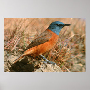 Vrouwtje Kaapse Kliplyster (Monticola Rupestris) Poster