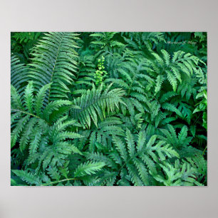 Vruchten: Canvas — vlak Poster