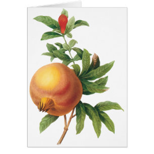  vruchten, Pomegranaat van Redoute