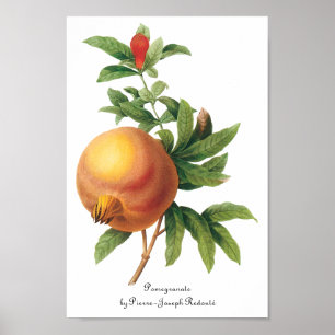  vruchten, Pomegranaat van Redoute Poster