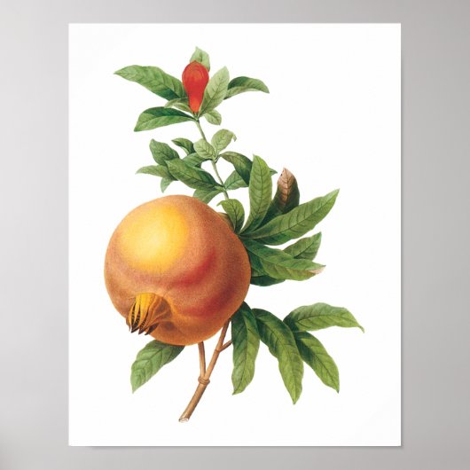 vruchten, Pomegranaat van Redoute Poster (Voorkant)