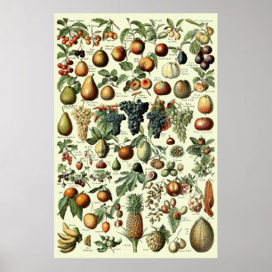 vruchten van Adolphe Millot Poster