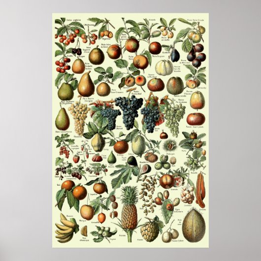 vruchten van Adolphe Millot Poster (Voorkant)