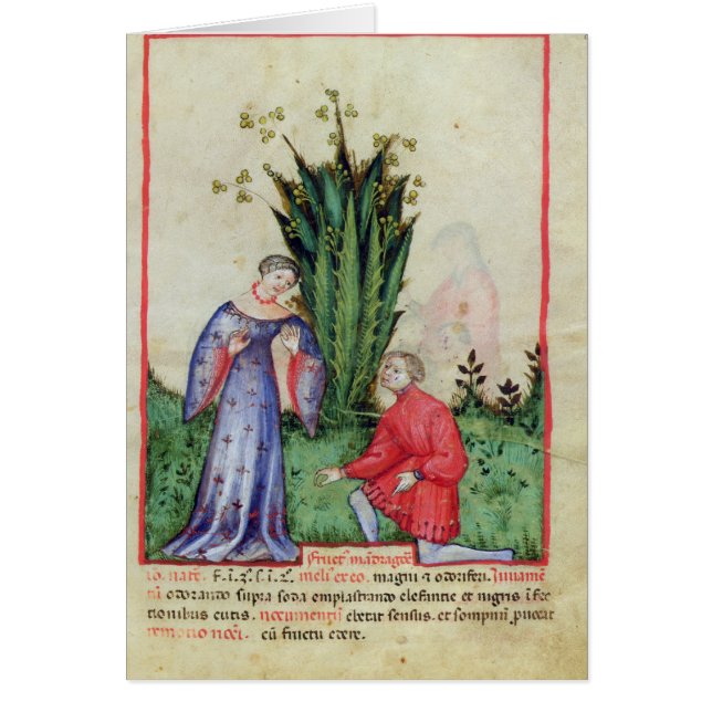 vruchten van Mandrake, van "Tacuinum Sanitatis" (Voorkant)