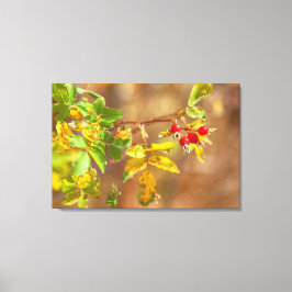 vruchten van wilde Rozen Canvas Afdruk