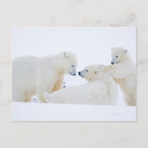 VS, Alaska, 1002 Arctische kustvlakte Briefkaart