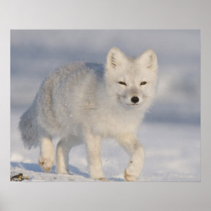 VS, Alaska, 1002 Kustvlakte van de ANWR. Een 3 Poster