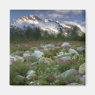 VS, Alaska, Alsek-Tatshenshini Wilderness. Gezicht Magneet