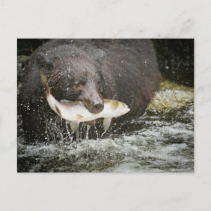 VS, Alaska, Anan Creek. Close-up van zwarte beer Briefkaart