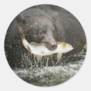 VS, Alaska, Anan Creek. Close-up van zwarte beer Ronde Sticker