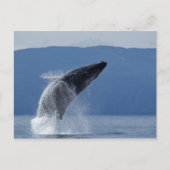 VS, Alaska, Angoon, Humpback Whale (Megaptera) Briefkaart (Voorkant)