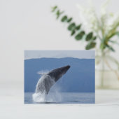 VS, Alaska, Angoon, Humpback Whale (Megaptera) Briefkaart (Staand voorkant)