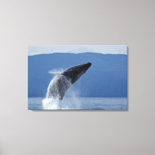 VS, Alaska, Angoon, Humpback Whale (Megaptera) Canvas Afdruk