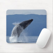 VS, Alaska, Angoon, Humpback Whale (Megaptera) Muismat (Met muis)
