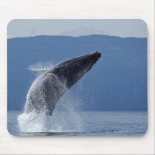VS, Alaska, Angoon, Humpback Whale (Megaptera) Muismat