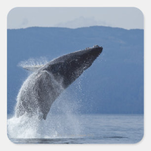 VS, Alaska, Angoon, Humpback Whale (Megaptera) Vierkante Sticker