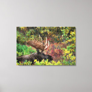 VS, Alaska, Denali National Park, Bull Moose Canvas Afdruk