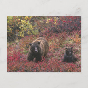 VS, Alaska, Denali National Park. Grizzlybeer Briefkaart