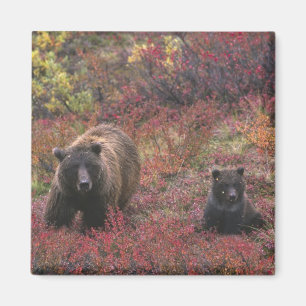 VS, Alaska, Denali National Park. Grizzlybeer Magneet