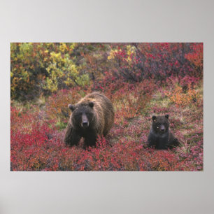 VS, Alaska, Denali National Park. Grizzlybeer Poster