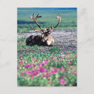 VS, Alaska, Denali National Park, Kariboe Briefkaart