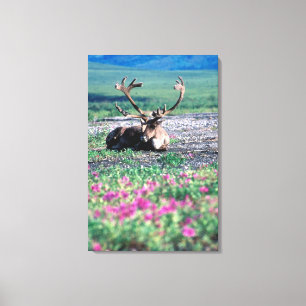 VS, Alaska, Denali National Park, Kariboe Canvas Afdruk