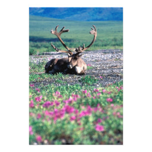 VS, Alaska, Denali National Park, Kariboe Foto Afdruk