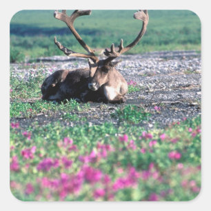 VS, Alaska, Denali National Park, Kariboe Vierkante Sticker