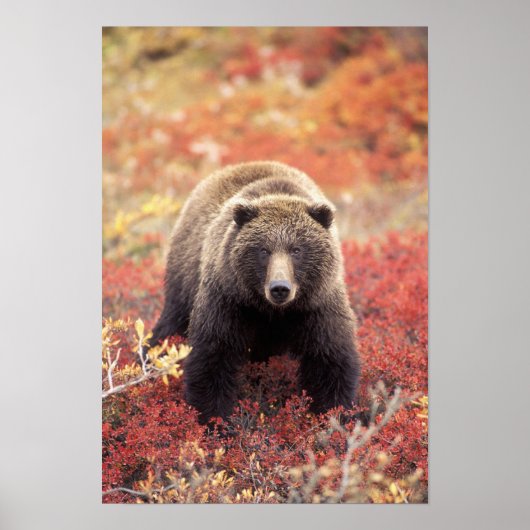 VS, Alaska, Denali NP, vrouw Grizzly Beer Poster (Voorkant)