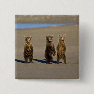 VS. Alaska. Jonge kustbruine beren Vierkante Button 5,1 Cm