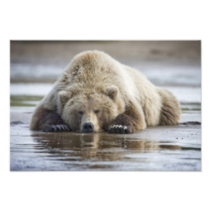 VS, Alaska, Katmai National Park, Bruine beer Foto Afdruk