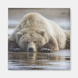 VS, Alaska, Katmai National Park, Bruine beer Magneet