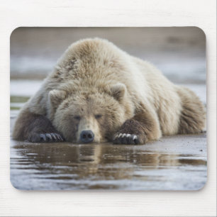 VS, Alaska, Katmai National Park, Bruine beer Muismat