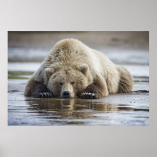 VS, Alaska, Katmai National Park, Bruine beer Poster