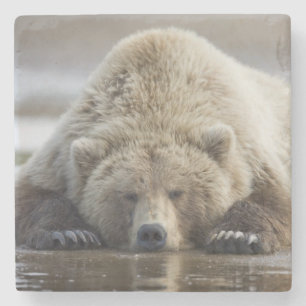 VS, Alaska, Katmai National Park, Bruine beer Stenen Onderzetter