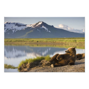 VS, Alaska, Katmai National Park, Bruine beren Foto Afdruk