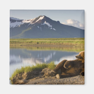 VS, Alaska, Katmai National Park, Bruine beren Magneet