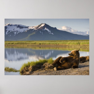 VS, Alaska, Katmai National Park, Bruine beren Poster