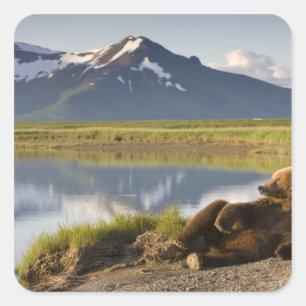 VS, Alaska, Katmai National Park, Bruine beren Vierkante Sticker