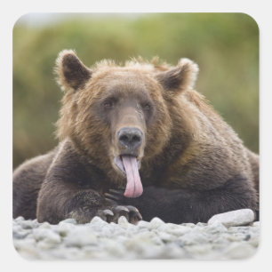 VS, Alaska, Katmai National Park, Kukak Bay, Vierkante Sticker