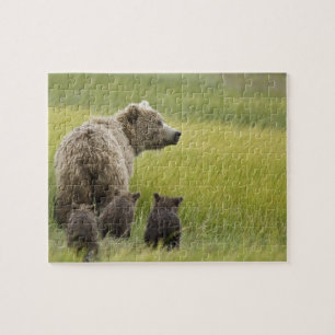 VS, Alaska, Lake Clark National Park. Grizzly Legpuzzel