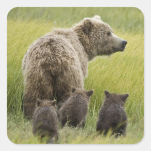 VS, Alaska, Lake Clark National Park. Grizzlybeer Vierkante Sticker