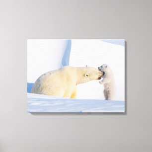 VS, Alaska, North Slope   IJsberen Canvas Afdruk