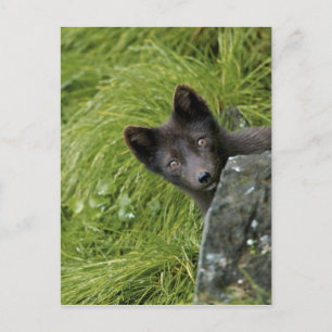 VS, Alaska, Pribilof-eilanden, St. Paul. Blauw Briefkaart