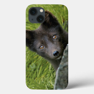 VS, Alaska, Pribilof-eilanden, St. Paul. Blauw iPhone 13 Hoesje