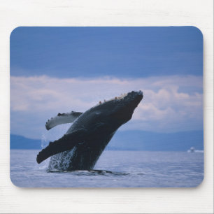 VS, Alaska, Tongass National Forest, Bultrug Muismat