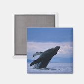 VS, Alaska, Tongass National Forest, Humpback Magneet (Voorkant / Achterkant)