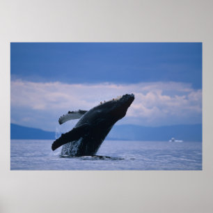 VS, Alaska, Tongass National Forest, Humpback Poster
